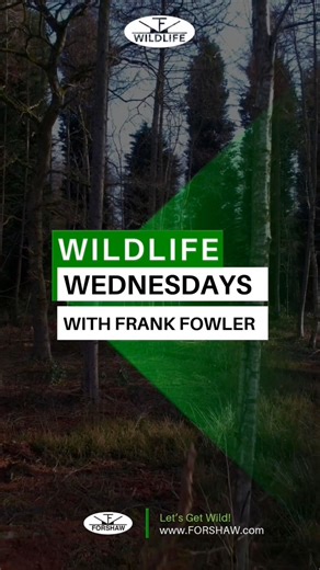 Wildlife Wednesday with Frank Fowler! 🎃 It’s that time of year! Wildlife trick-or-treaters are on the hunt! From fallen candy to open trash, October offers plenty of “treats” for hungry critters. This week, Frank shares one of his favorite trapping tricks and a few different baits that work best. Watch now & explore wildlife control solutions at www.FORSHAW.com #FORSHAW #WildlifeWednesday #PestControl #WildlifeExclusion #PMP #RodentControl #Halloween #WildlifeTips | FORSHAW