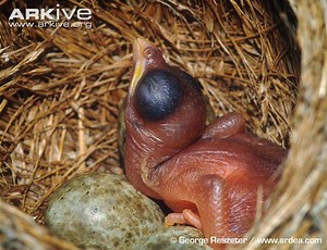 Common Cuckoo chick ejects eggs of Reed Warbler out of the nest. | Baby Animals TV