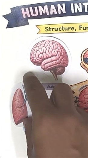 How to Make a Human Internal Organs Chart #shorts #ujancreations