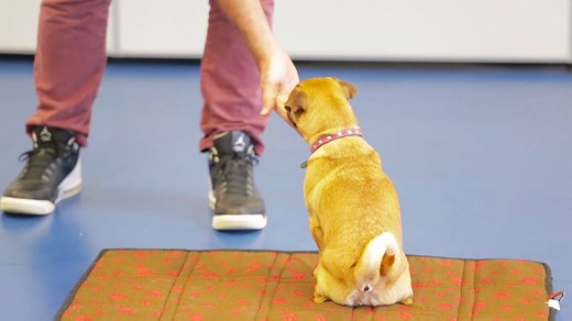 RSPCA School for Dogs Tip #2. Recently Kip from Nova 106.9 learnt mat training with his dog Suki! This is just one of the skills your pooch can learn at our Foundation Classes. Find an RSPCA School for Dogs location near you: www.schoolfordogs.com.au. We currently have upcoming classes available in Redcliffe, Springwood, Wacol and now the Gold Coast! | RSPCA QLD