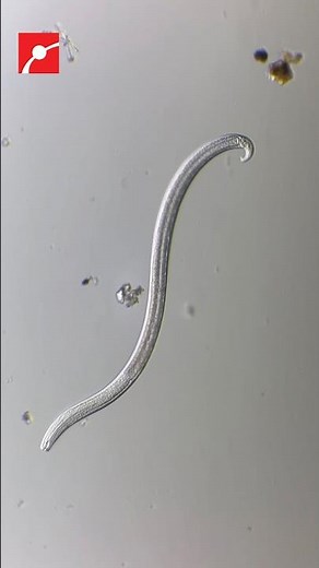 Microscopic Life in a Sidewalk Crack