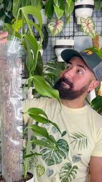 How to Extend Your Moss Pole