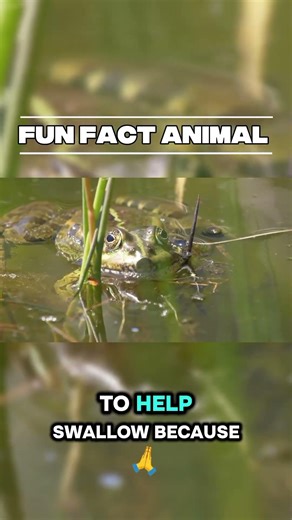 This Animal Swallows With Its Eyes