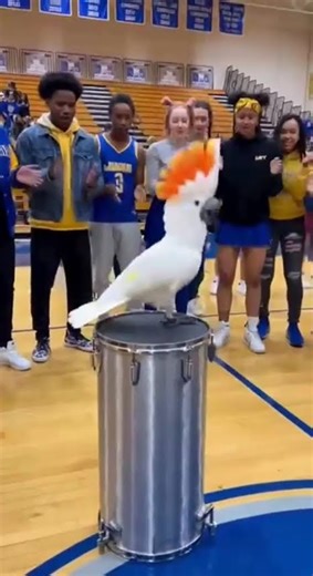 THIS Cockatoo’s Parrot Dancing Hard at College Music Dance Party! #cockatoo #parrot #dance