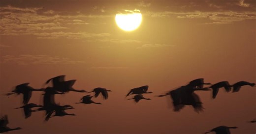 How to prevent millions of birds from getting killed by windows