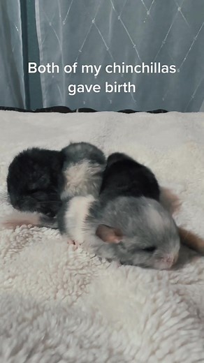 Chinchilla Babies: The Cutest Furbabies Ever!