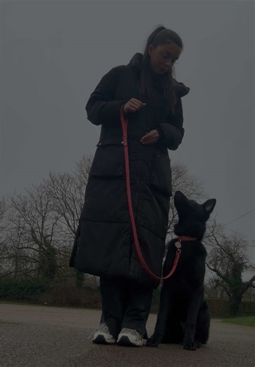 Training My Working-Line German Shepherd at 5 Months