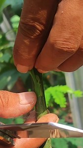 Grafting fruit tree seedling #reelsfacebook | GardeningFruit