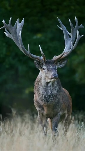 🦌🏔️ The Call of the Wild 🦌🏔️ Power, elegance, and raw instinct the red deer during the rutting season is one of nature’s most breathtaking spectacles. #viral #wildlife #jungle #animal #wildanimals