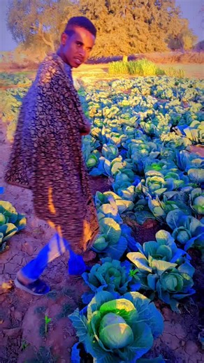 Yaasiin idho (@yaasiinmohammedsiciid)’s videos with original sound - DAHABI LYRICS