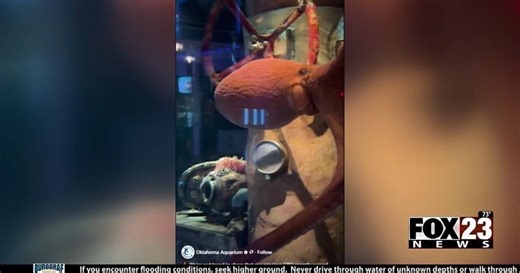 Oklahoma Aquarium announces passing of giant Pacific octopus