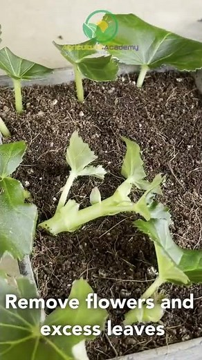 How to Make Begonia Stem Cuttings || #shorts
