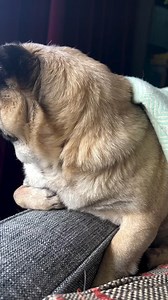Fat and jobless. What a great life. #pug #cutestdogever #tinydog #puglove #puglife #cutedog #puglifestyle #pugoftheday #puglicious #pugstyle #pugmodel | We love pugs