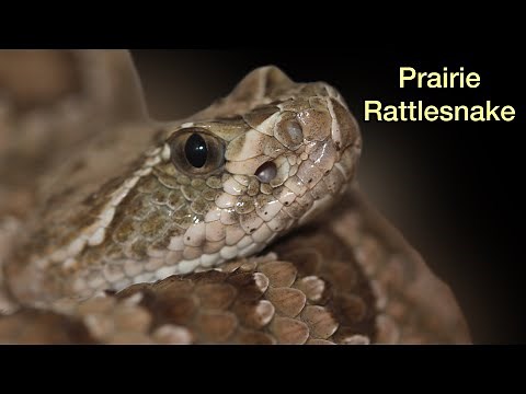 Prairie Rattlesnake (Species spotlight)