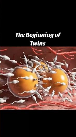 Beginning of Twins | How Twins Are Formed in the Womb | Identical & Fraternal Twins Explained