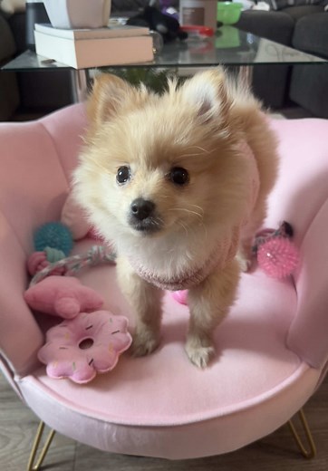 Lets go for a walk 🫶 #fyp #lola #dog #puppy #pomeranian #pink #fluffy #ladyinpink #dogtok #dogsoftiktok #doglife #pom #Loveyourboobs