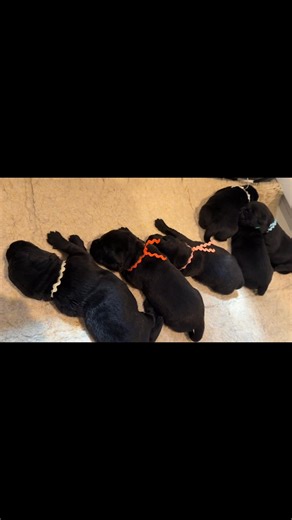 3.7K views · 190 reactions | Today collars and a little extra milk goodness  | Fairfax Pines Labrador Retrievers | Facebook
