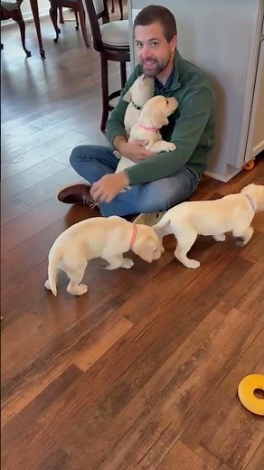 Sweet Female English Labrador Puppies Playing & Cuddling ❤️