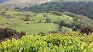 A male Emperor Moth (Saturnia pavonia) attracted by the lure of female pheromones above the impressive views of Y Foel Fawr in Wales 😍 Find out more about this species 👉 https://butrfli.es/2HCVW7l 🎥 : Ben Porter #MothsMatter #SaveButterflies #Nature #Conservation | Butterfly Conservation