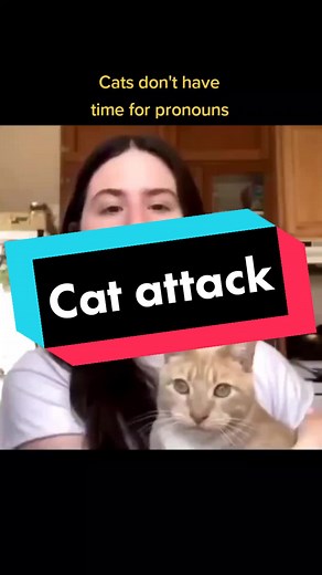 Cat Pronouns and Animal Antics