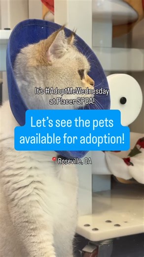 It’s the first #AdoptMeWednesday of 2026! 🎉 Which adorable adoptable are you taking home? 💙🐾 The whole month of January, we’re offering reduced or even waived adoption fees for featured animals! See available pets online at the link in our bio! #dog #cat #placerspca #adopt | Placer SPCA