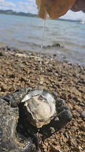 Cracking open a fat, juicy Pacific Oyster straight from the ocean 🦪🔥 Nothing beats fresh seafood like this! #PacificOyster #CatchAndCook #FreshFromTheSea #SeafoodLovers | Muddy Feet