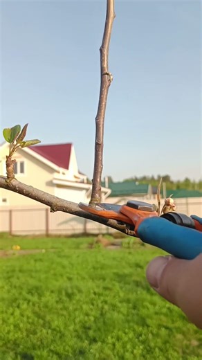🌳HOW TO PRUN PEAR BUDS🍐 #garden #pruning #pearpruning