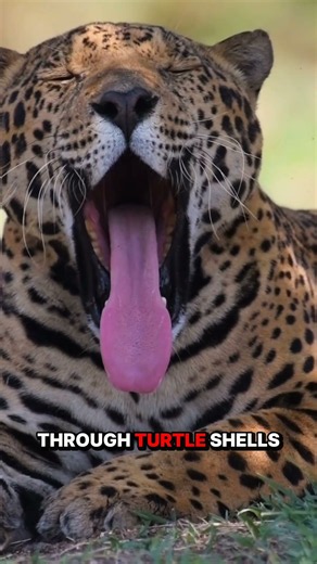 The Amazon's Deadliest Jaw: Jaguar 🐆💥 #shorts #wildlife #predator
