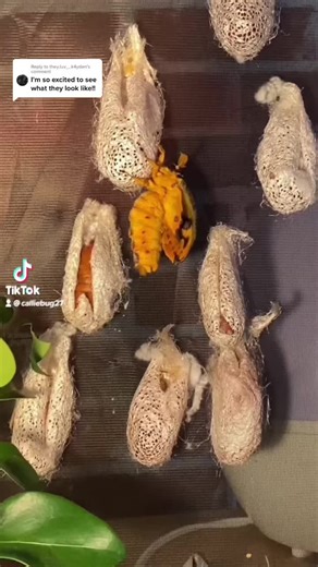 Moth Observed with Unique Egg-Like Structures