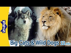 Big Cats & Wild Dogs | 12 min| cheetah, gray wolf, Siberian tiger, African lion, red fox |Little Fox