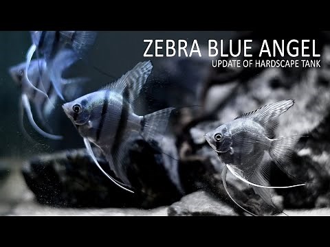 #46 ZEBRA BLUE ANGEL FISH TANK | UPDATE