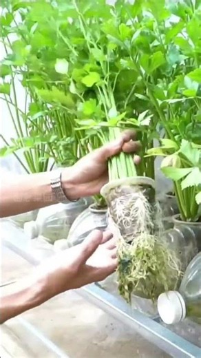 Thriving Celery in Recycled Bottles, Fresh Harvest Without Needing Much Space! #gardening #hydrop...