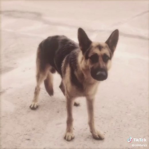 Beverly Hills Chihuahua: A Charming Adventure