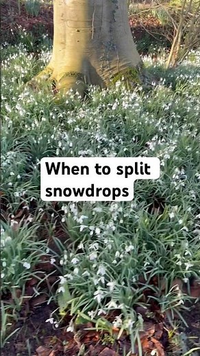 When To Split Snowdrops And How To Plant Snowdrops In The Green