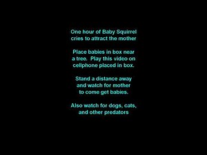 One Hour Baby Squirrel Cries (Louder)