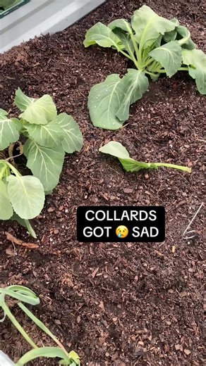 Collards Transplanting Tips for Summer Success