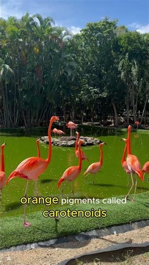 Flamingos are not naturally pink?