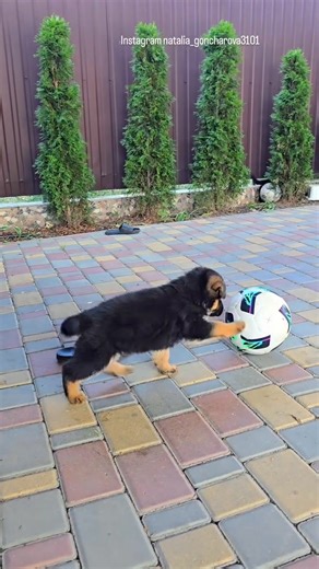 Little football player 🤣 | Suvash Mondal