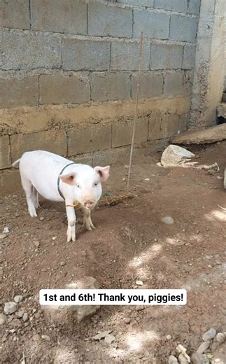 32 reactions · 18 comments | I am so grateful to share the progress...