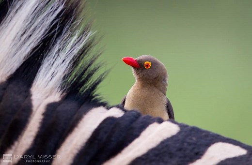 Oxpecker Facts, Information & Video Learn More about the African Wildlife