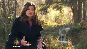 Norway: Cull debate rages over killing wolves