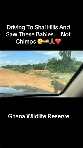 meeting baboons, not chimpanzees at Shai Hills reserve in 🇬🇭 Ghana 🐒🙈🙊🐵 | Ghana The Motherland