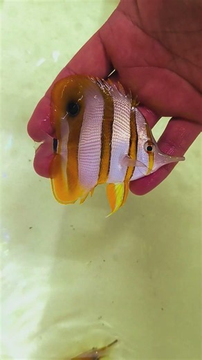 The Stunning Beauty of the Copperband Butterflyfish