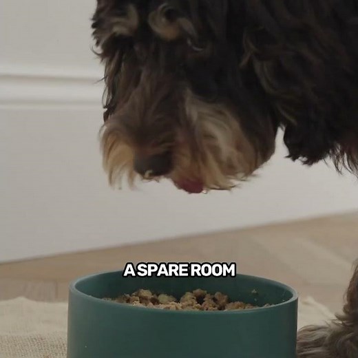 Pure Pet Food - Our Story