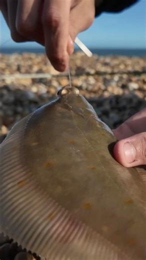 Connor’s Tiny Plaice Catch 🐟🎣 #FishingLife