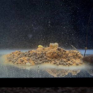 45K views · 663 reactions | How to make a PVA bag set-up with a difference... | CARPology Magazine | Facebook