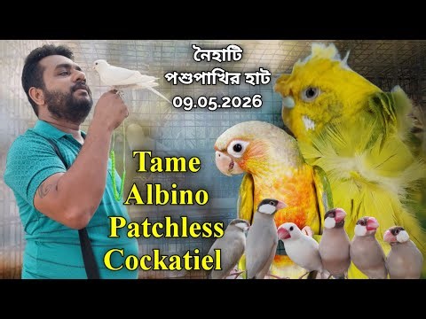 ।।Tame Albino Patchless Cockatiel।।Part-1।।Naihati Pet Market।।Recent Price of Exotic Birds।।