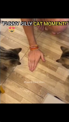 funny silly cat moment!