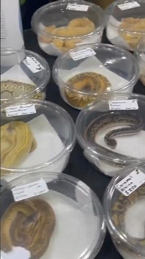 BLACKMARKET REPTILE SHOW!!