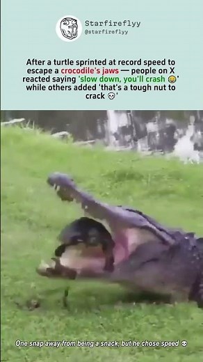 This turtle just broke the land speed record to dodge a crocodile 🐢💨 #nature #insane
